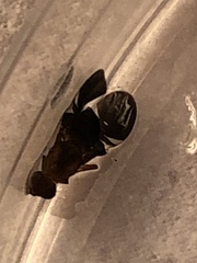 Delphinia picta