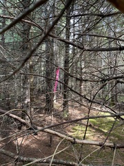 Pinus strobus
