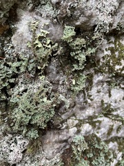 Cladonia squamosa