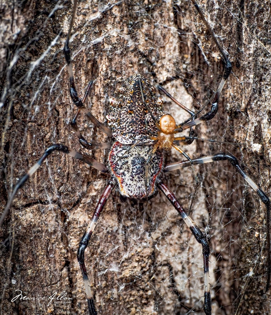 Herennia papuana
