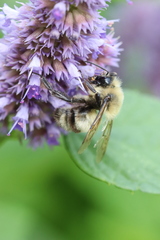 Bombus bimaculatus