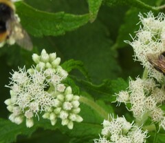 Brickellia eupatorioides