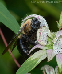 Xylocopa virginica