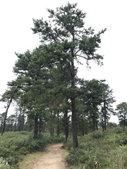 Pinus rigida
