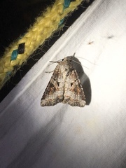 Trichordestra legitima