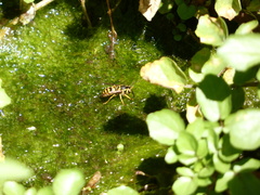Vespula pensylvanica
