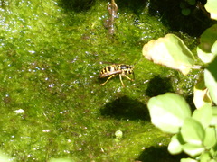 Vespula pensylvanica