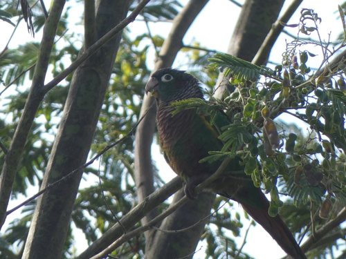 Flame-winged Parakeet (Pyrrhura calliptera), photo 4