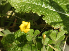 Oxalis lasiopetala