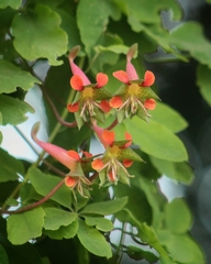 Tropaeolum pentaphyllum