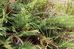 Pityrogramma austroamericana