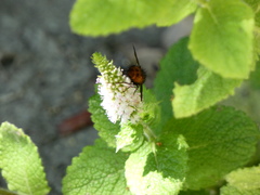 Tachininae