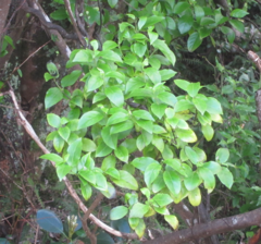 Geniostoma ligustrifolium ligustrifolium