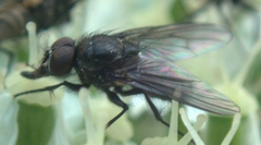 Anthomyiidae