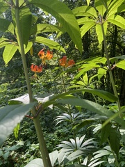 Lilium