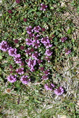 Thymus linearis