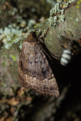 Amphipyra pyramidea