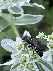 Myzinum obscurum