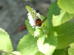 Tachininae