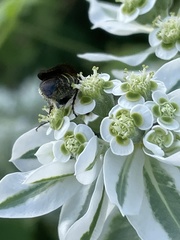 Myzinum obscurum