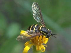 Chrysotoxum