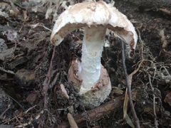 Amidella