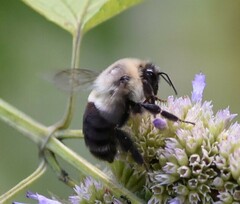Bombus impatiens