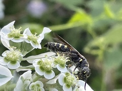 Myzinum obscurum