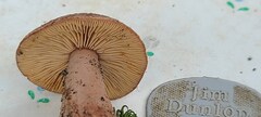 Lactarius rufus