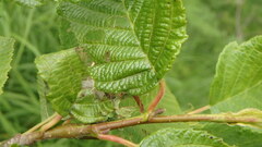 Tortricoidea
