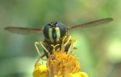 Chrysotoxum