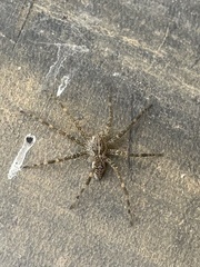Dolomedes scriptus