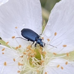 Lebia