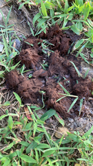 Stemonitis splendens