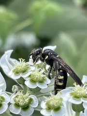 Myzinum obscurum