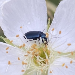 Lebia