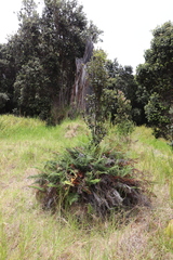 Pityrogramma austroamericana