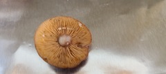 Lactarius rufus