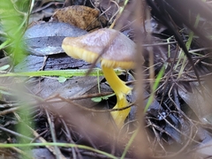 Pluteus pauperculus