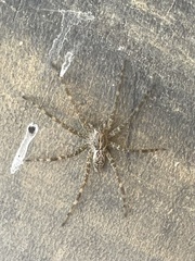 Dolomedes scriptus