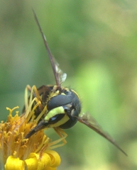 Chrysotoxum