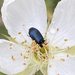 Lebia