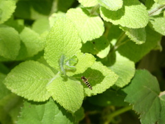Fazia micrura