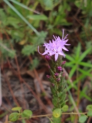 Liatris chapmanii