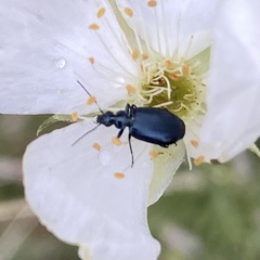 Lebia