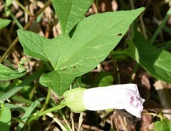 Convolvulus arvensis