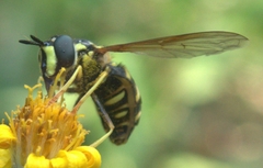 Chrysotoxum