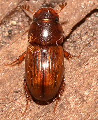 Labarrus cincticulus