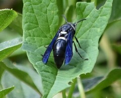 Monobia quadridens