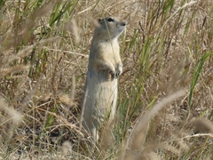 Urocitellus richardsonii